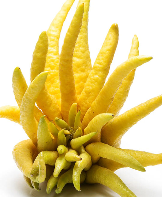 Cedro Mano Buddha