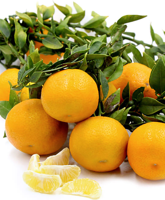 Chinotto