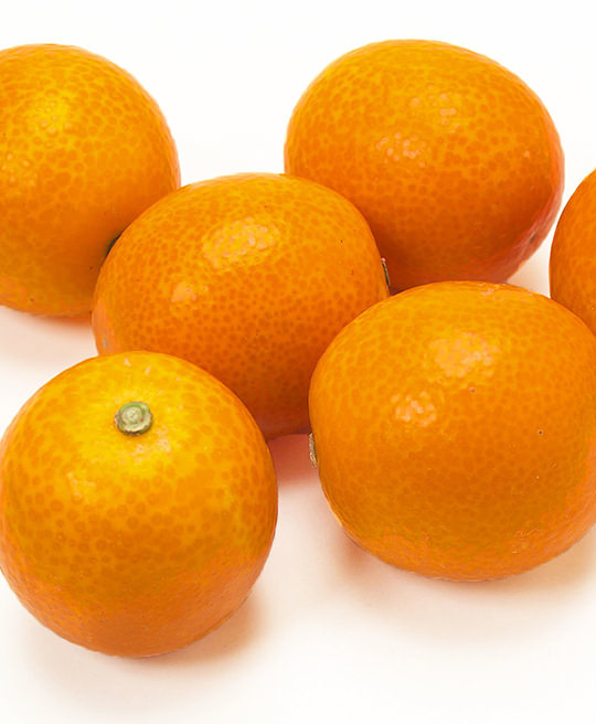 Kumquat Tondo