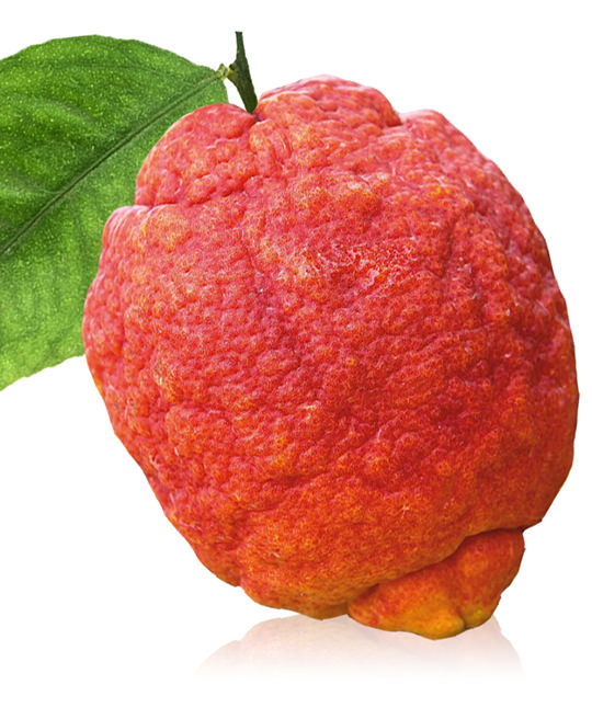 Limone Rosso