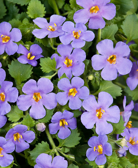 Bacopa