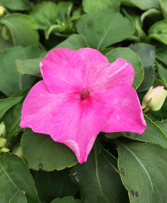 Impatiens