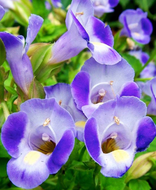 Torenia