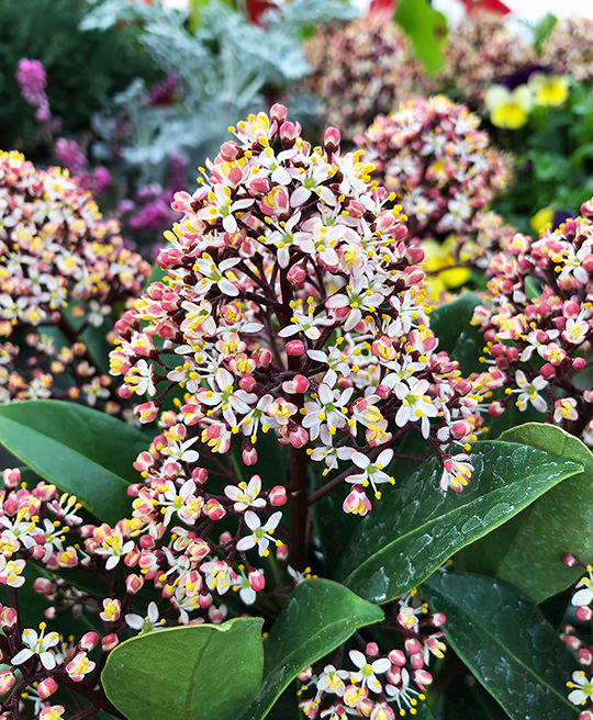 Skimmia Japonica