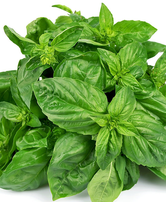 Basilico