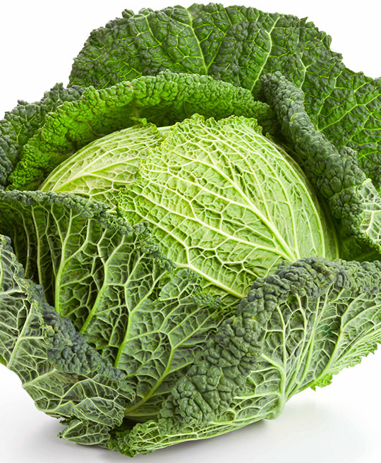 Cavolo