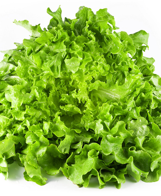 Lattuga