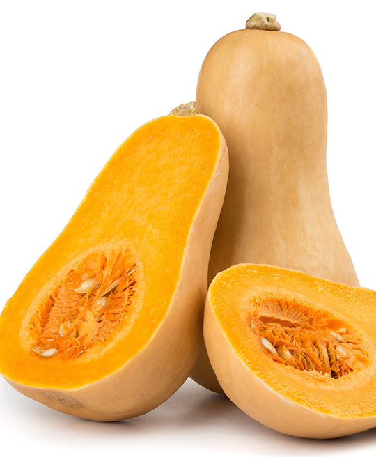 Zucca