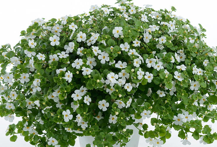 Bacopa