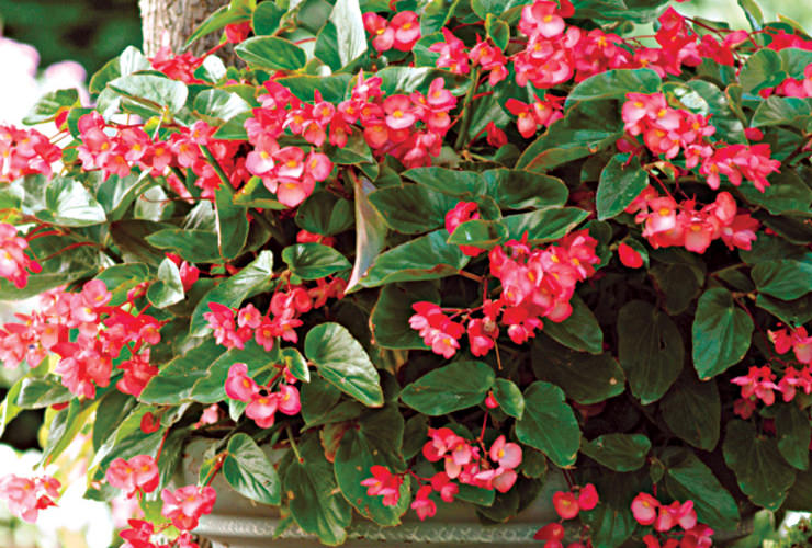 Begonia Dragon