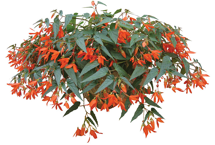 Begonia Pendula