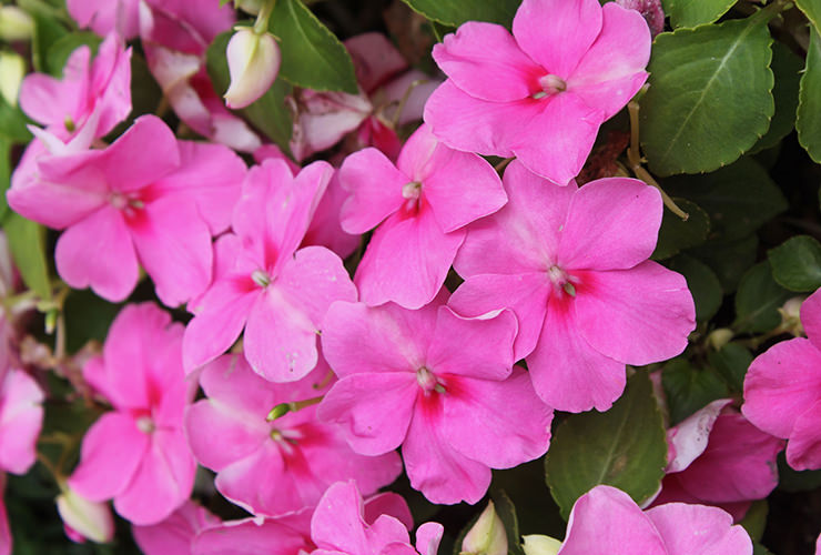 Impatiens