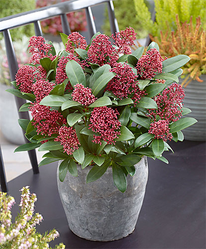 Skimmia Japonica