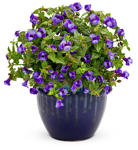 Torenia